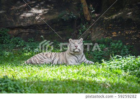 white tiger lying on a green grass field - royal white tiger lying on a green grass field - royal 59259282