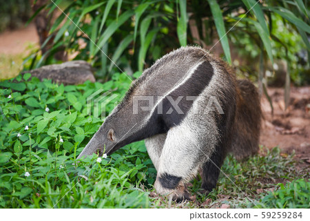 Giant anteater walking in the farm Wildlife Giant anteater walking in the farm Wildlife 59259284
