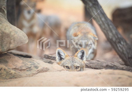 Close up of eye black backed jackal wildlife lying 59259295