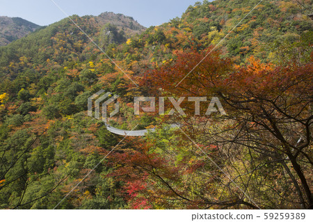 Plum tree roaring park Suspension bridge 59259389