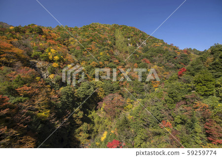Plum tree roaring park Suspension bridge 59259774