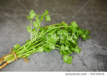 Fresh coriander leaf bunch for food vegetables 59259936