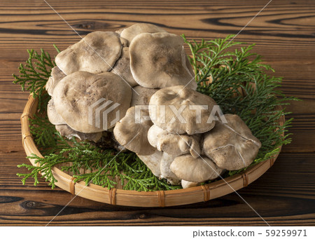 離褶傘 離褶傘 59259971