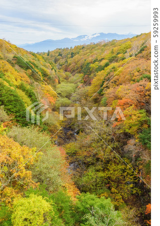 Autumn view from Higashizawa Bridge Autumn view from Higashizawa Bridge 59259993