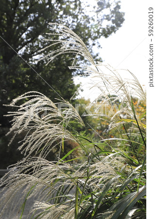 在Sumida ku東京的Makujima Hyakuen花園 59260019