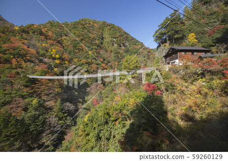 Plum tree roaring park Suspension bridge 59260129