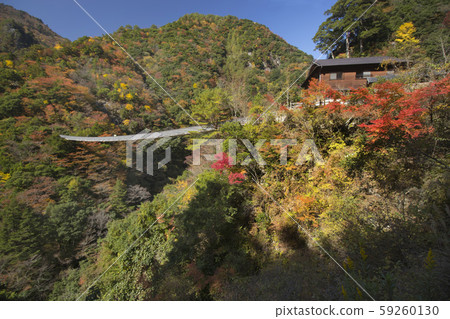 Plum tree roaring park Suspension bridge 59260130