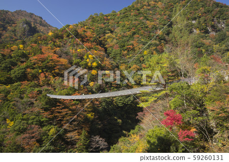 Plum tree roaring park Suspension bridge 59260131