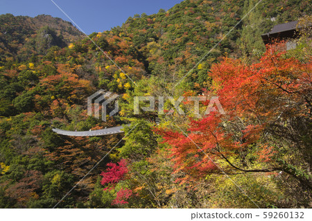 Plum tree roaring park Suspension bridge 59260132