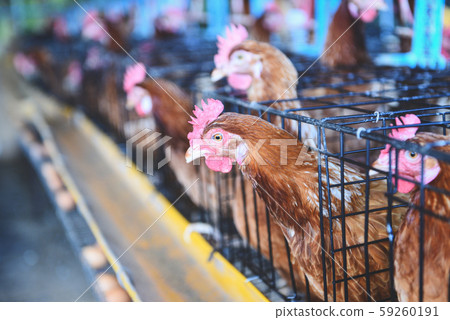 Hen in cage agriculture on indoors chicken farm 59260191