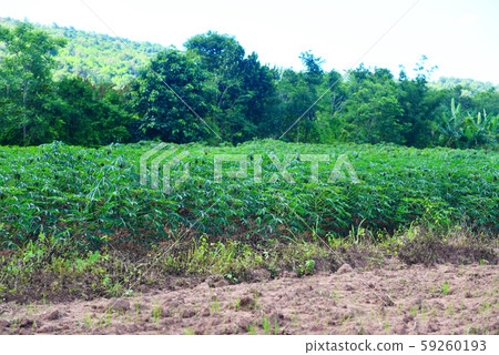 Cassava plantation with green leaves cassava on Cassava plantation with green leaves cassava on 59260193