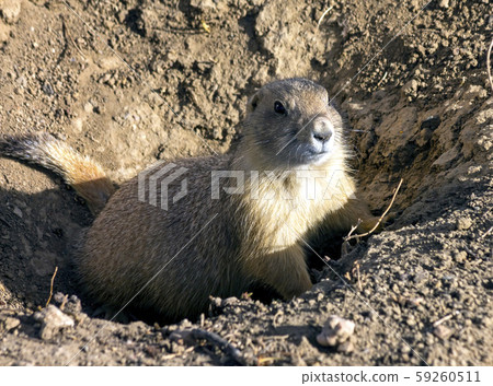 Gopher dog close up. 59260511