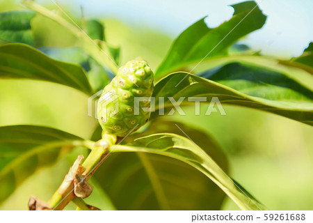 Noni fruit herbal medicines / fresh noni on tree - 59261688