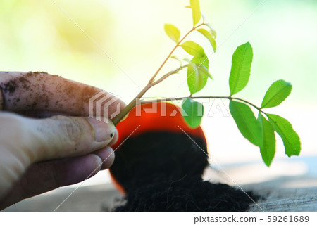 plant in hand for planting in the garden - works 59261689