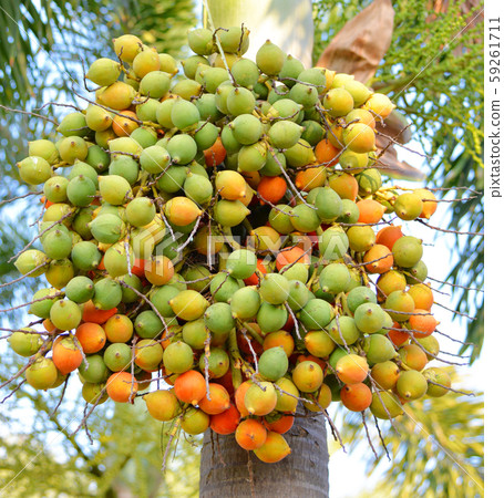 Betel palm fruit or betel nut on tree in the Betel palm fruit or betel nut on tree in the 59261711