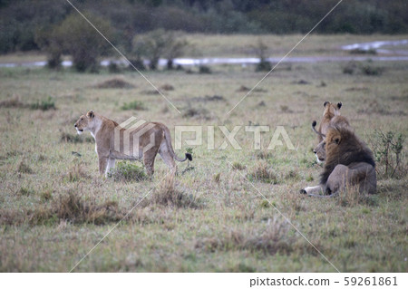 一群獅子 一群獅子 59261861