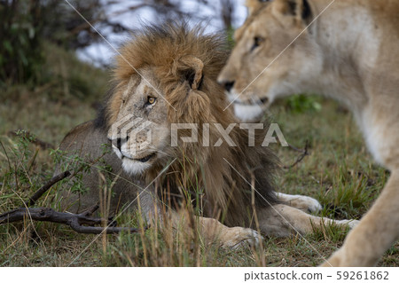 看獅子夫婦 看獅子夫婦 59261862