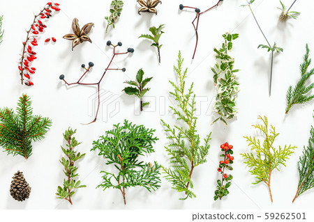 winter plants on the white background winter plants on the white background 59262501