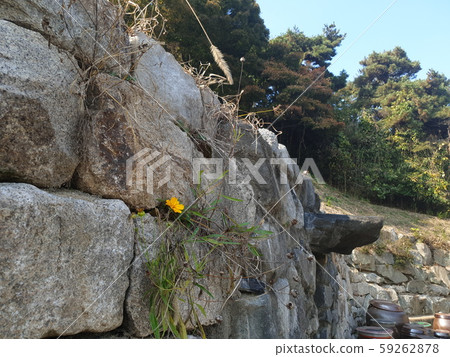 Pin flowers on the rocks 59262878