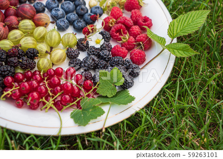 different kinds on berries on white plate different kinds on berries on white plate 59263101
