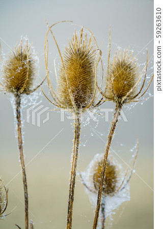 autumn plants autumn plants 59263610