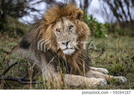 Male Lion Male Lion 59264187