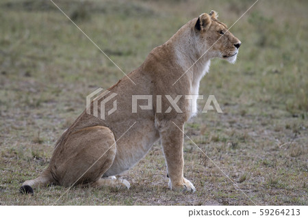 A female of a lion 59264213