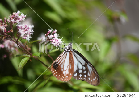 Asagi Madara and Fujikaka Asagi Madara and Fujikaka 59264644