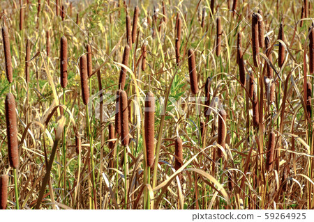 Ear of the Gama 59264925