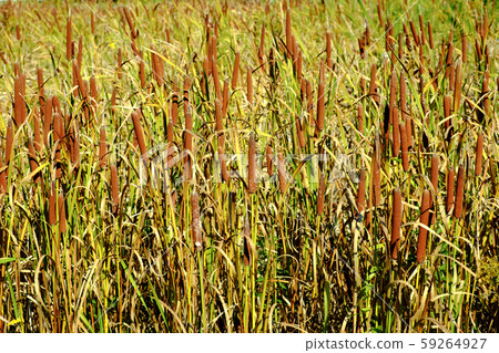 Ear of the Gama 59264927