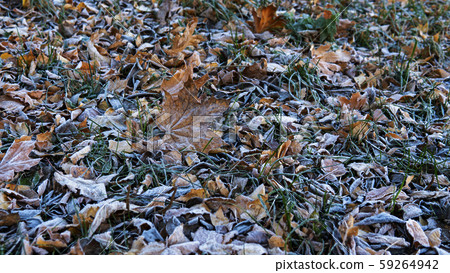 Frozen Leaves background. first frost in the city Park 59264942