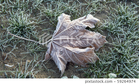 Frozen Leave background. first frost in the city Park 59264974