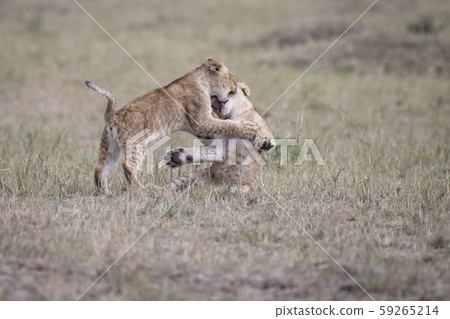 Lion wrestling wrestling Lion wrestling wrestling 59265214