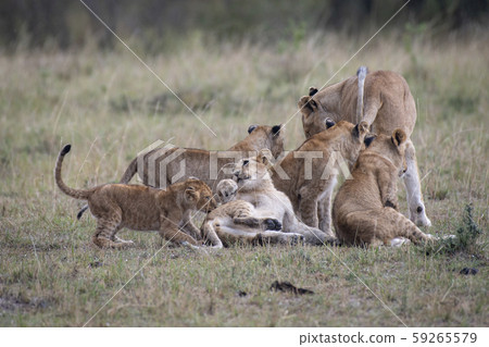 Children of lions to be amazed by moms 59265579