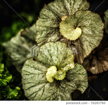 Closeup of an Escargot Begonia Plant in the garden 59265760