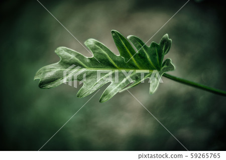 Monstera leave in the garden clear background Monstera leave in the garden clear background 59265765