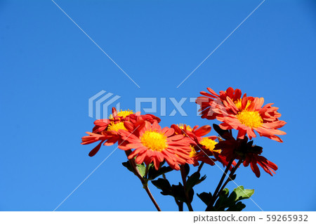 Chrysanthemum and blue sky 59265932