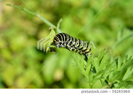 Baby swallowtail larvae, insect image material on carrot leaves in the kitchen garden 59265969