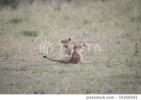 Lion children playing together 59266091