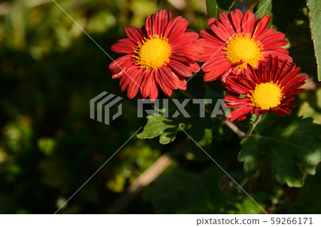 Red chrysanthemum flower Red chrysanthemum flower 59266171