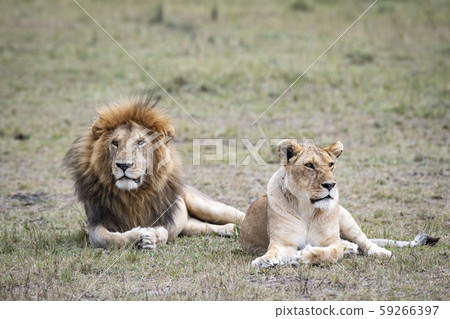 獅子的夫妻 獅子的夫妻 59266397