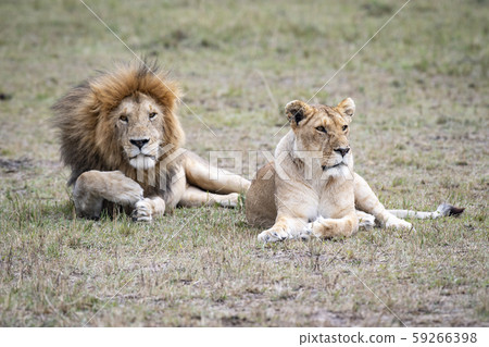 獅子的夫妻 59266398