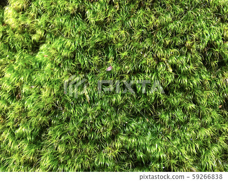 Bushy moss 59266838