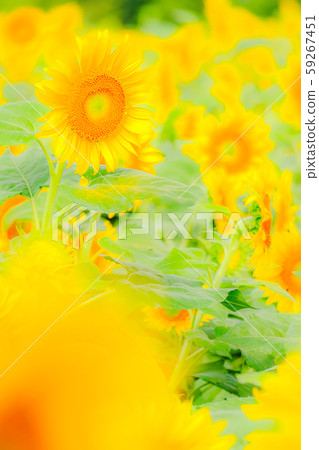 Sunflower (Akeno Sunflower Field) 59267451