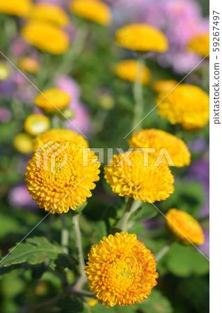 Round and cute yellow small chrysanthemum, flower garden, flower image material Round and cute yellow small chrysanthemum, flower garden, flower image material 59267497