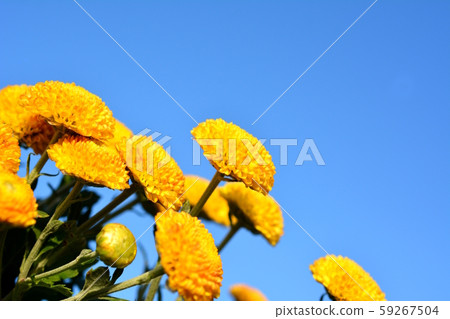 圓形可愛的黃色小菊花，花園，花卉圖像素材 59267504