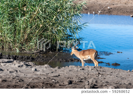 An impala near a waterhole 59268652