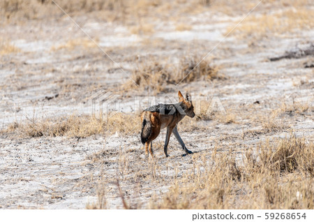 Jackal on the hunt for Prey 59268654