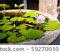 Lotus flower in Hoi An, Vietnam 59270030