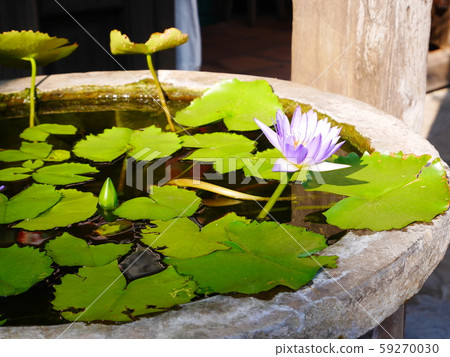 越南會安的蓮花 越南會安的蓮花 59270030